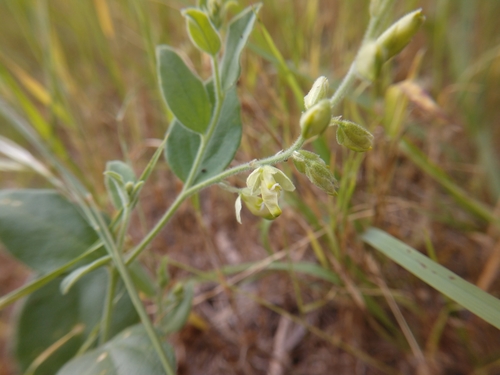 Eggleaf milkwort (Hebecarpa ovatifolia)