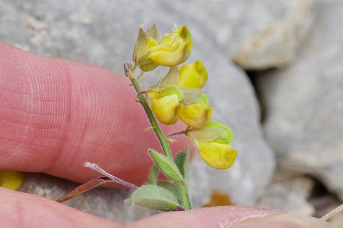 Eggleaf milkwort (Hebecarpa ovatifolia)