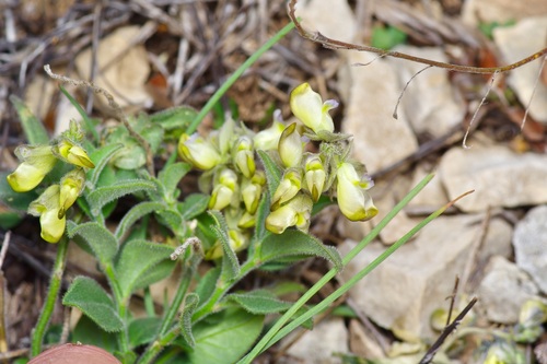 Eggleaf milkwort (Hebecarpa ovatifolia)