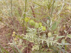 Eggleaf milkwort (Hebecarpa ovatifolia)