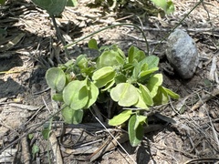 Eggleaf milkwort (Hebecarpa ovatifolia)