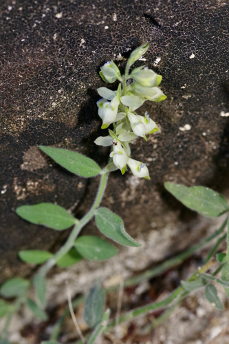 Eggleaf milkwort (Hebecarpa ovatifolia)