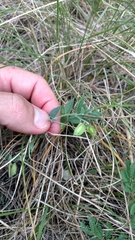 Eggleaf milkwort (Hebecarpa ovatifolia)