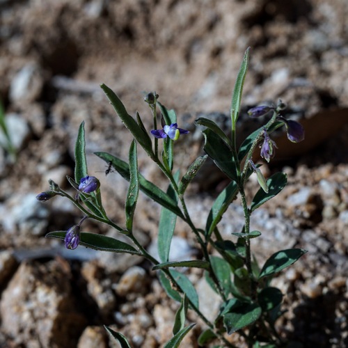 New Mexico milkwort (Hebecarpa rectipilis)