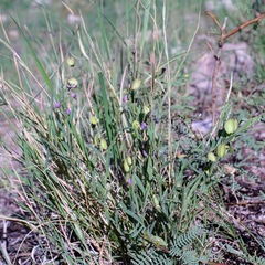 New Mexico milkwort (Hebecarpa rectipilis)