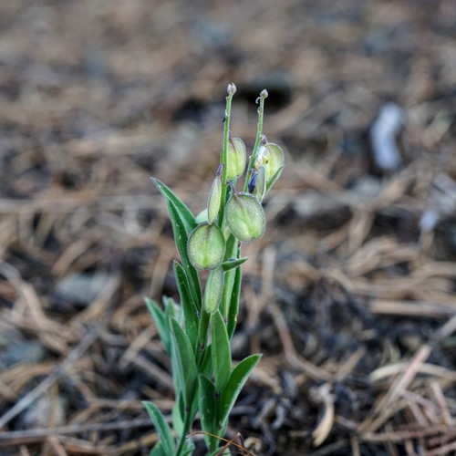 New Mexico milkwort (Hebecarpa rectipilis)