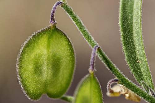 New Mexico milkwort (Hebecarpa rectipilis)