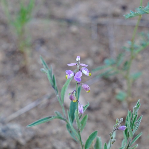 New Mexico milkwort (Hebecarpa rectipilis)