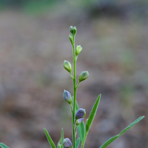 New Mexico milkwort (Hebecarpa rectipilis)