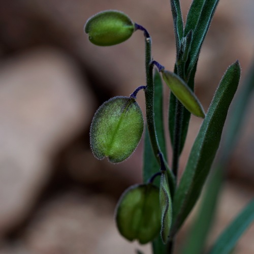 New Mexico milkwort (Hebecarpa rectipilis)