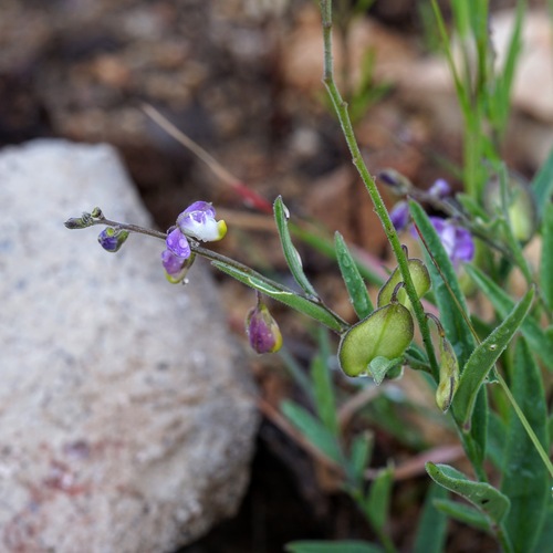 New Mexico milkwort (Hebecarpa rectipilis)