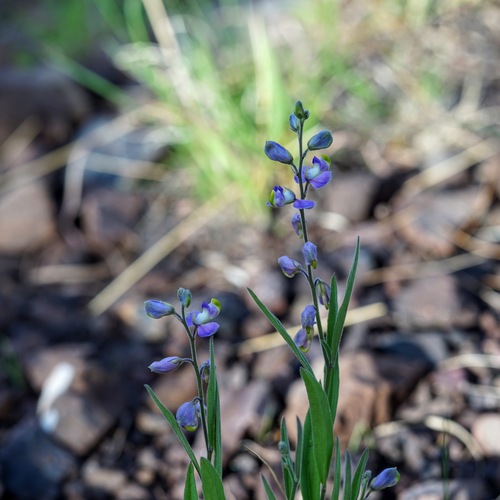 New Mexico milkwort (Hebecarpa rectipilis)