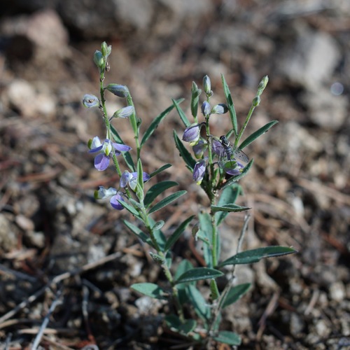 New Mexico milkwort (Hebecarpa rectipilis)
