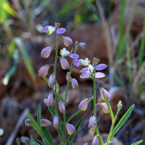 New Mexico milkwort (Hebecarpa rectipilis)