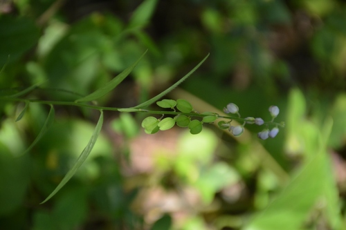 Hebecarpa rivinifolia (Hebecarpa rivinifolia)
