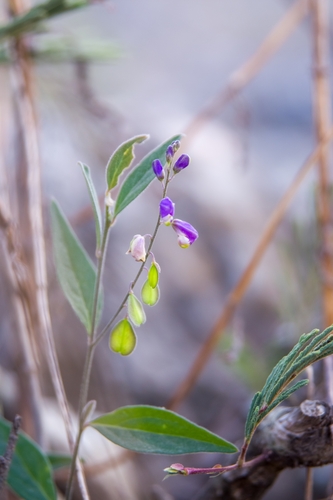 Hebecarpa rivinifolia (Hebecarpa rivinifolia)