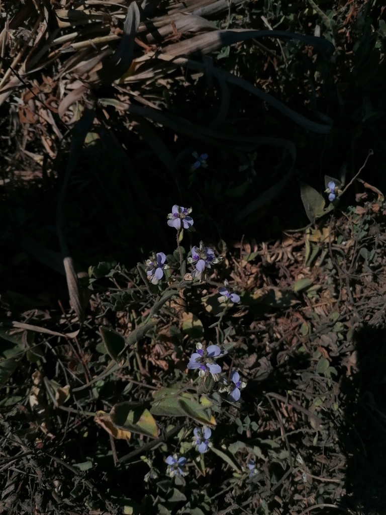Hebecarpa velutina (Hebecarpa velutina)