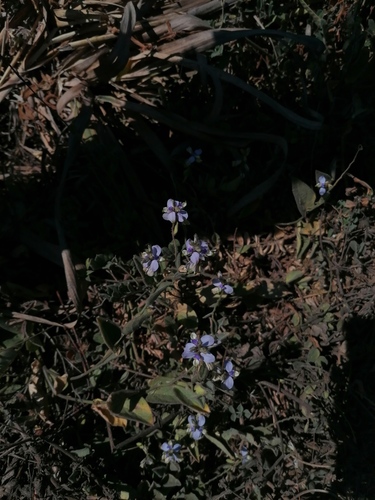 Hebecarpa velutina (Hebecarpa velutina)
