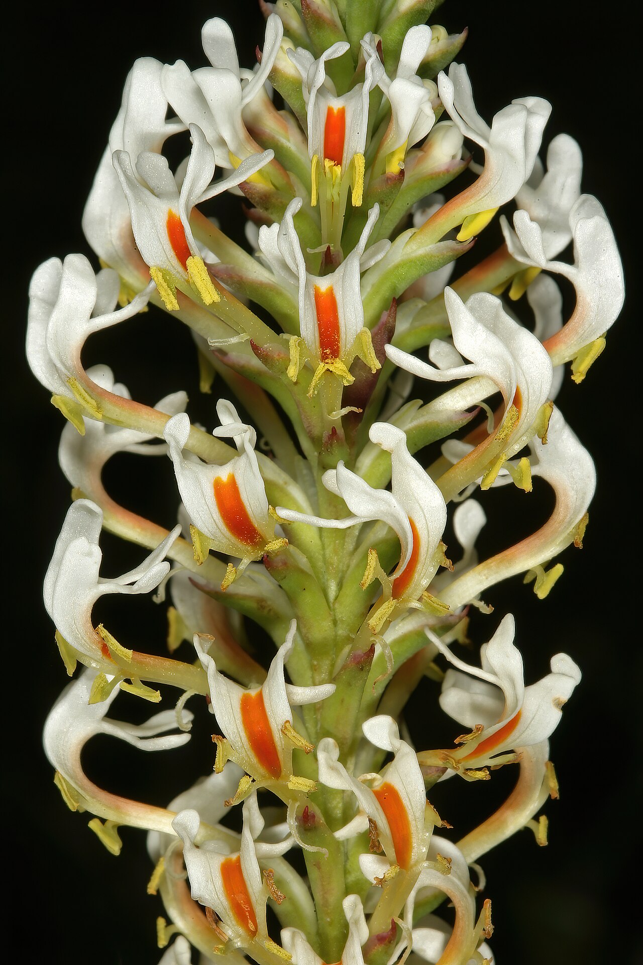 Hebenstretia dentata: Hebenstretia dentata , part of inflorescence; Tinie Versfeld Wild Flower Reserve, Darling, Western Cape, South Africa