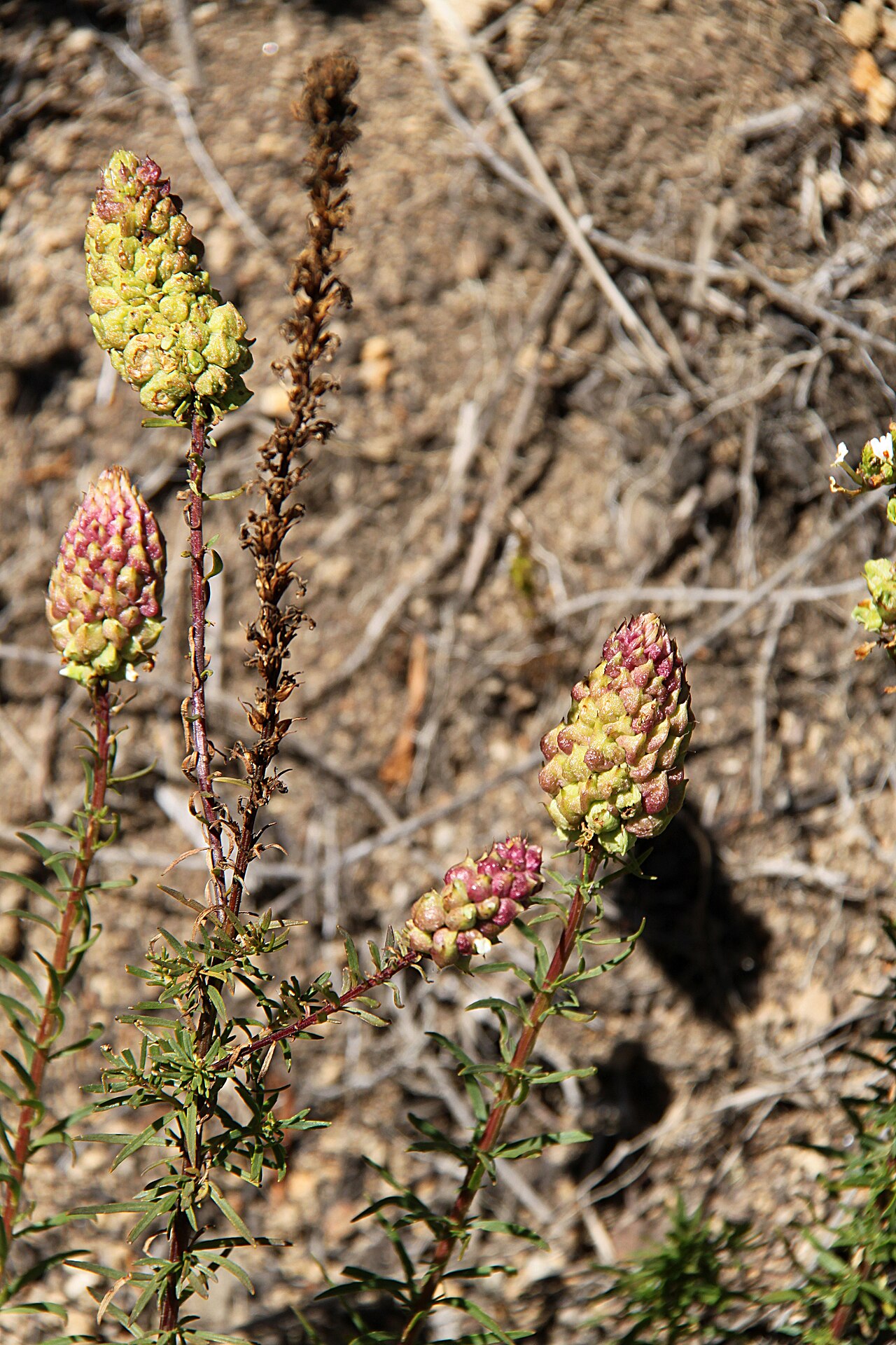 Hebenstretia dentata: fruiting stems of Hebenstretia dentata , synonym of H. angolensis , photographed along the Chogoria route, Mount Kenya, at approximately 3050 m