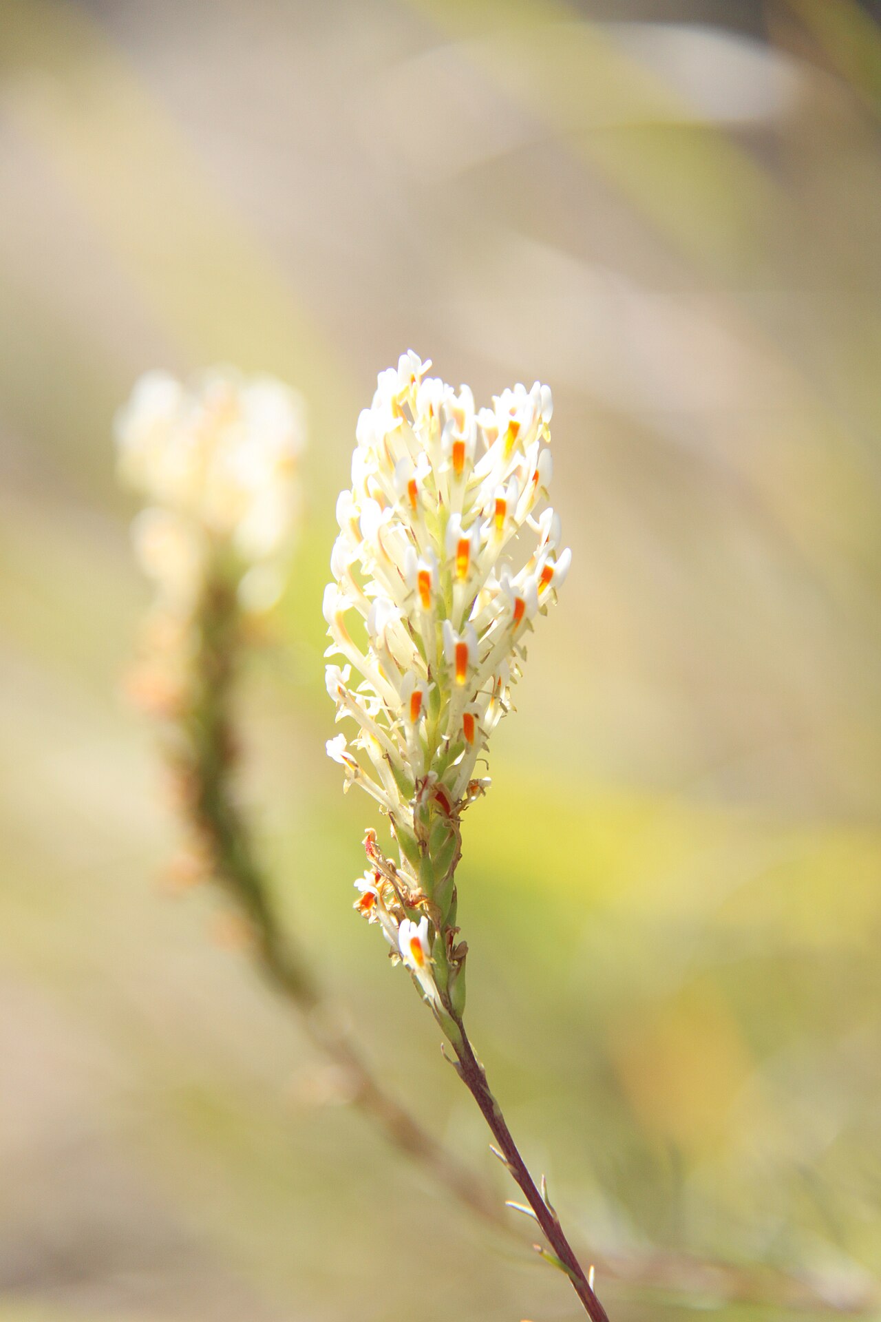 Hebenstretia dentata: Hebenstretia dentata , synonym of H. angolensis , photographed on the rim of Mount Longonot
