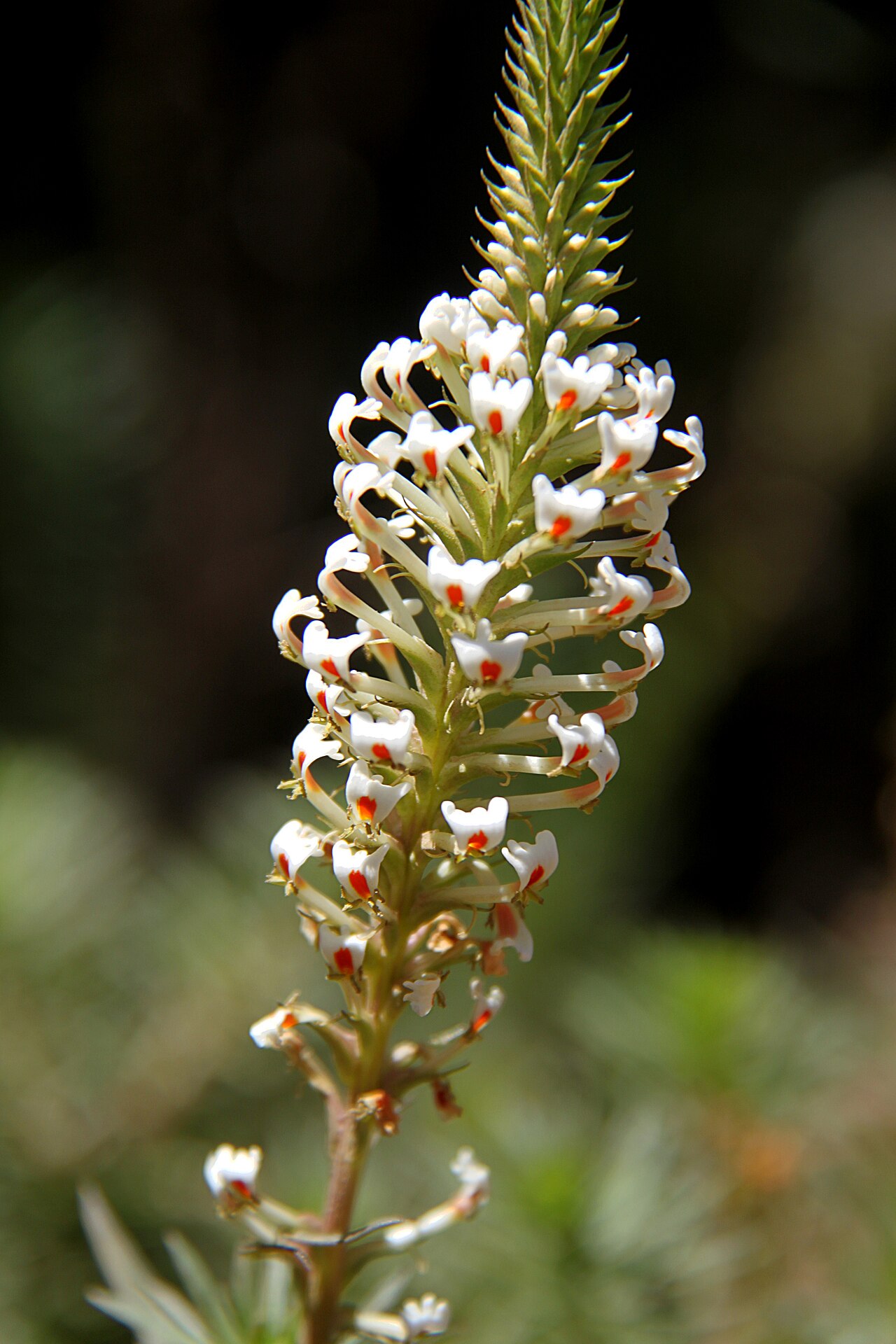 Hebenstretia dentata: Hebenstretia dentata , synonym of H. angolensis , photographed along the Chogoria route, Mount Kenya, at approximately 2900 m