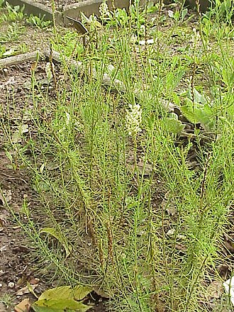 Hebenstretia dentata (Hebenstretia dentata)