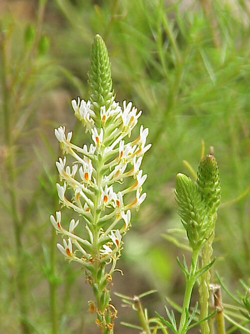 Hebenstretia dentata (Hebenstretia dentata)
