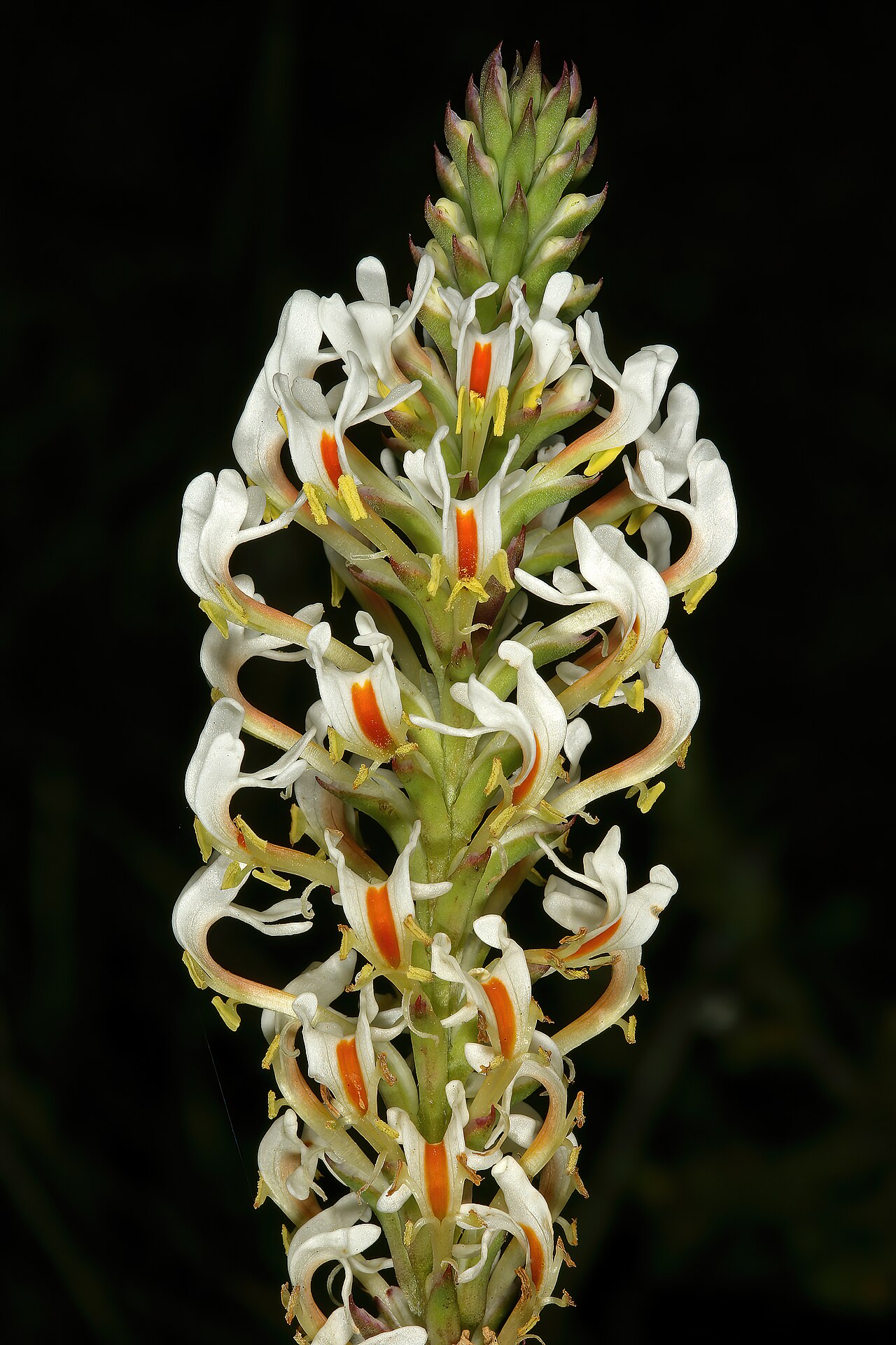 Hebenstretia dentata: Hebenstretia dentata , part of inflorescence; Tinie Versfeld Wild Flower Reserve, Darling, Western Cape, South Africa