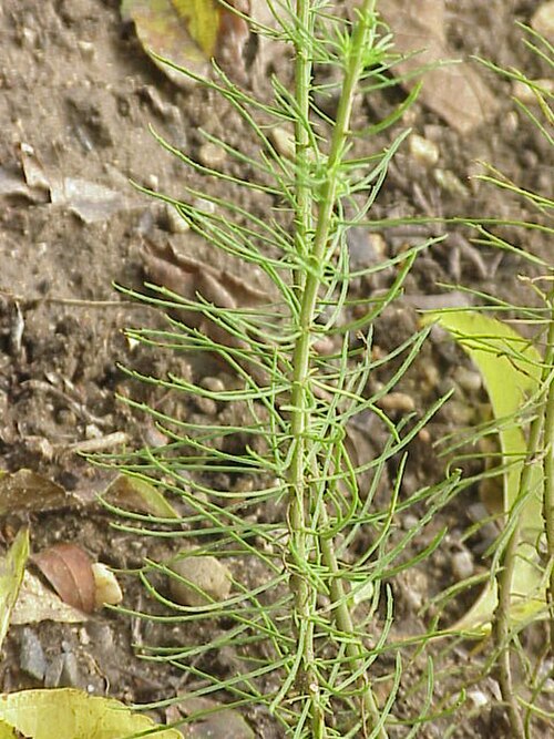 Hebenstretia dentata (Hebenstretia dentata)