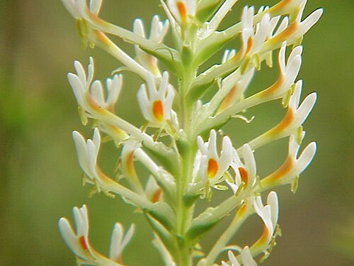 Hebenstretia dentata: Species : Hebenstreitia dentata Family : Scrophulariaceae Image No. 2