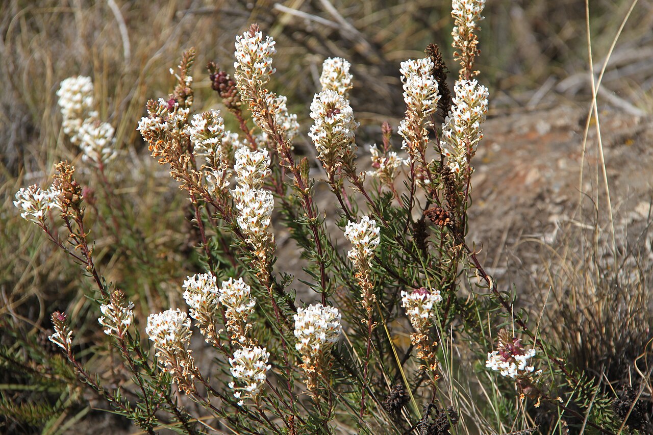 Hebenstretia dentata: Hebenstretia dentata , synonym of H. angolensis , photographed along the Chogoria route, Mount Kenya, at approximately 3100 m