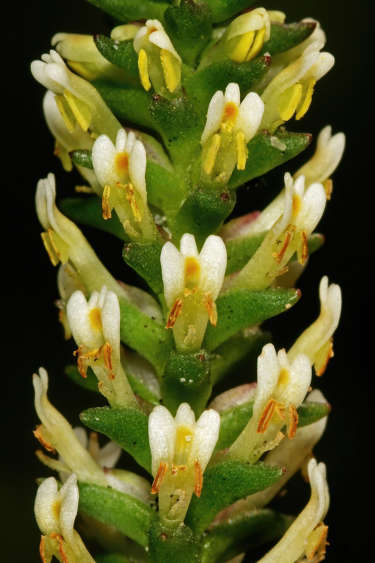 Hebenstretia fastigiosa: Hebenstretia fastigiosa , part of inflorescence; recently burned fynbos, Slangkop above Kommetjie, Cape Peninsula, Western Cape, South Africa