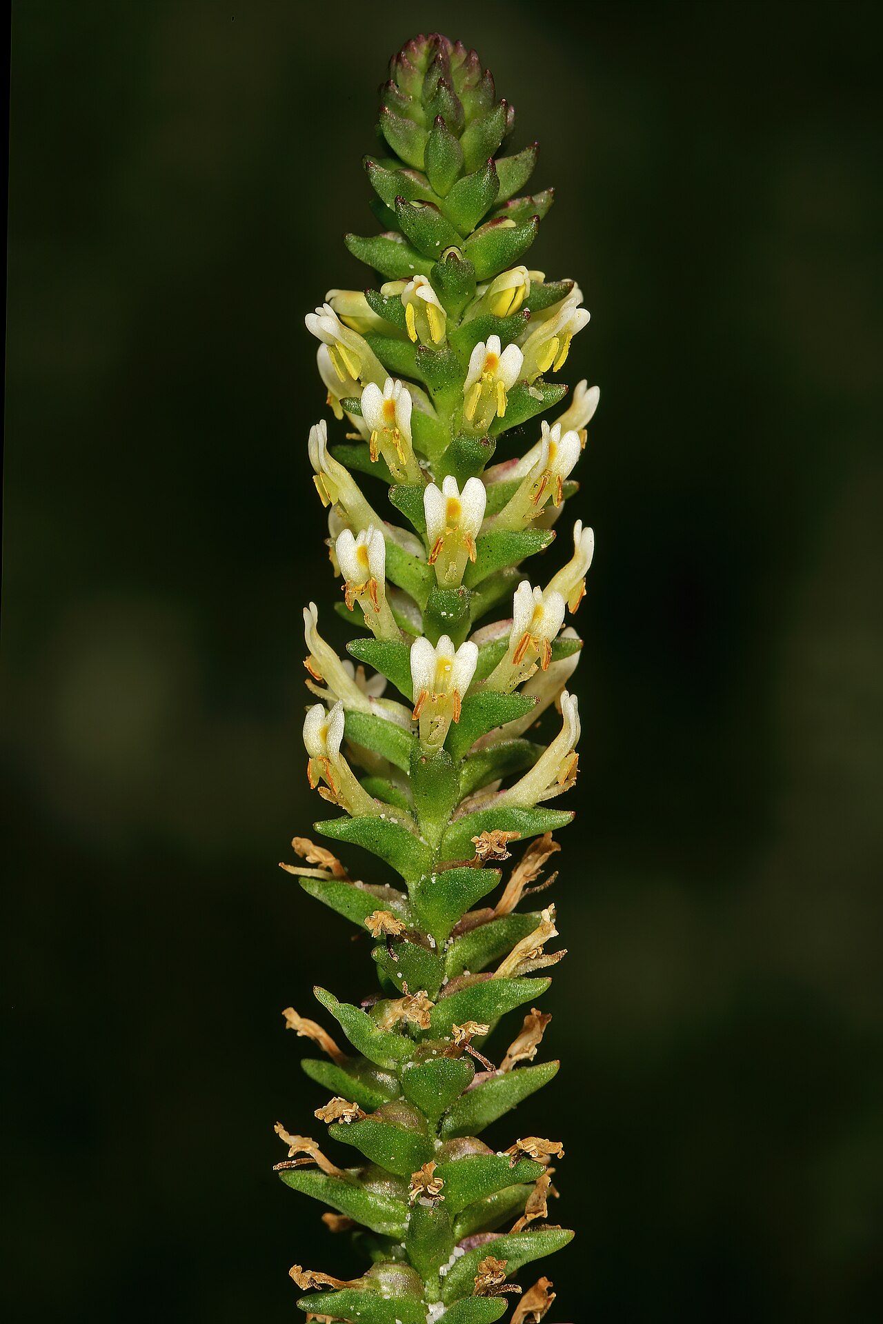 Hebenstretia fastigiosa: Hebenstretia fastigiosa , part of inflorescence; recently burned fynbos, Slangkop above Kommetjie, Cape Peninsula, Western Cape, South Africa