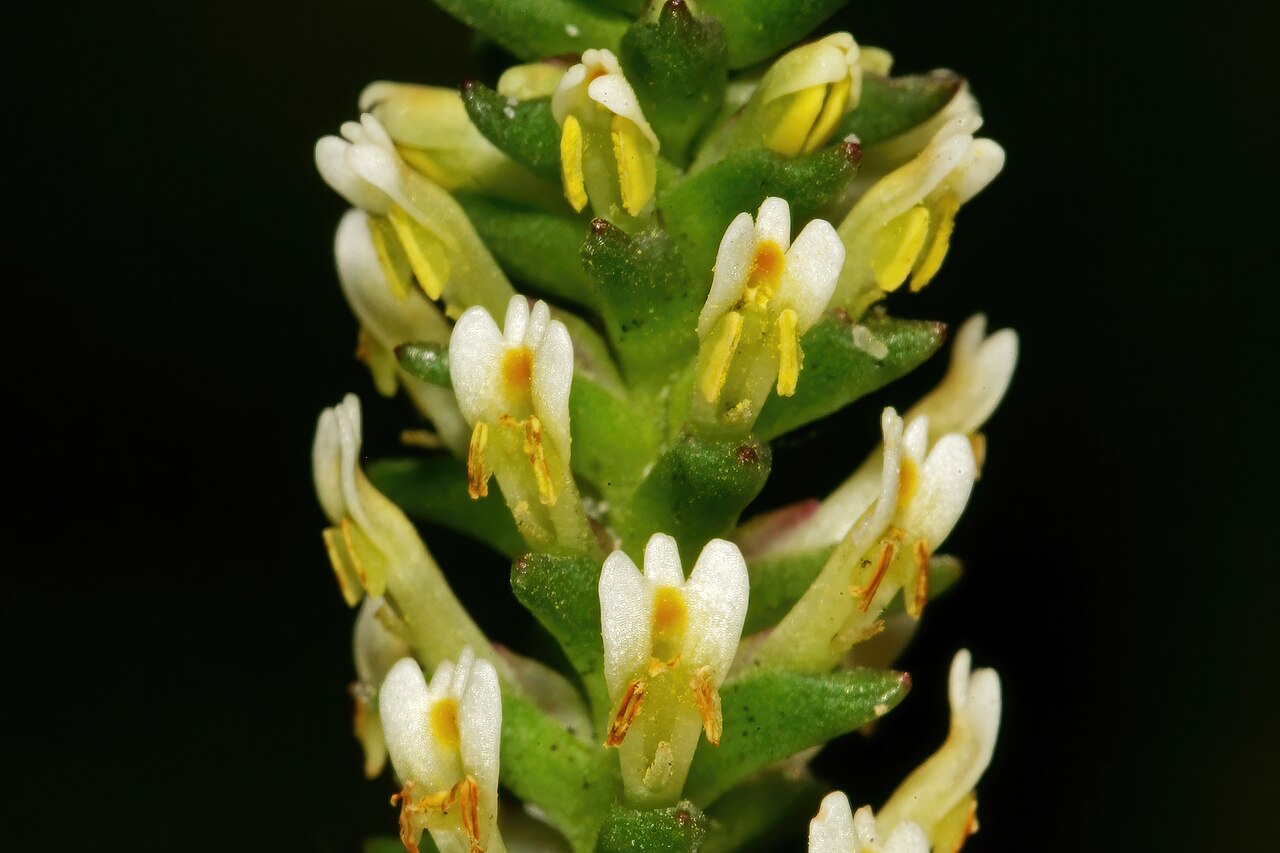 Hebenstretia fastigiosa: Hebenstretia fastigiosa , part of inflorescence; recently burned fynbos, Slangkop above Kommetjie, Cape Peninsula, Western Cape, South Africa