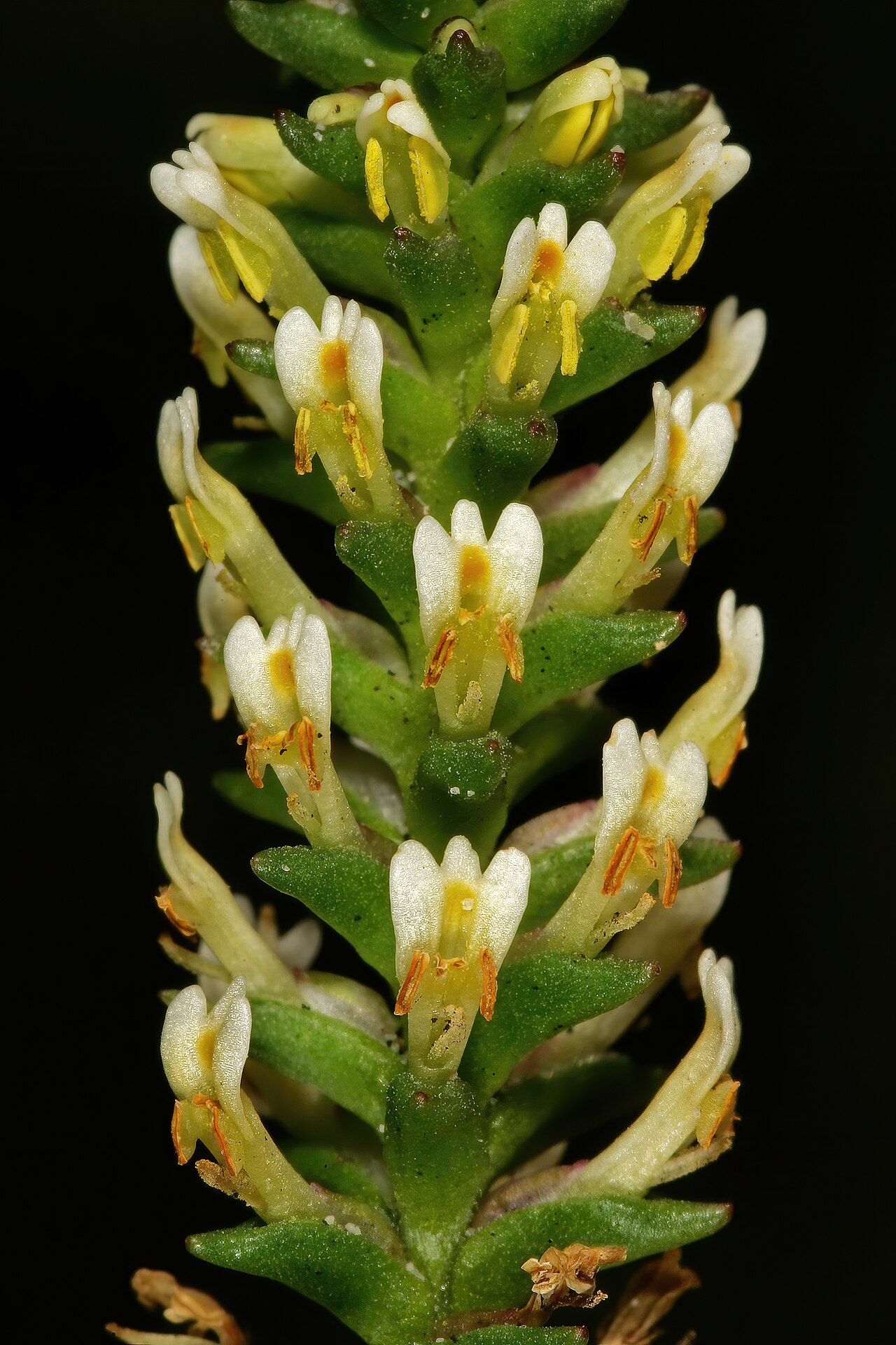 Hebenstretia fastigiosa: Hebenstretia fastigiosa , part of inflorescence; recently burned fynbos, Slangkop above Kommetjie, Cape Peninsula, Western Cape, South Africa