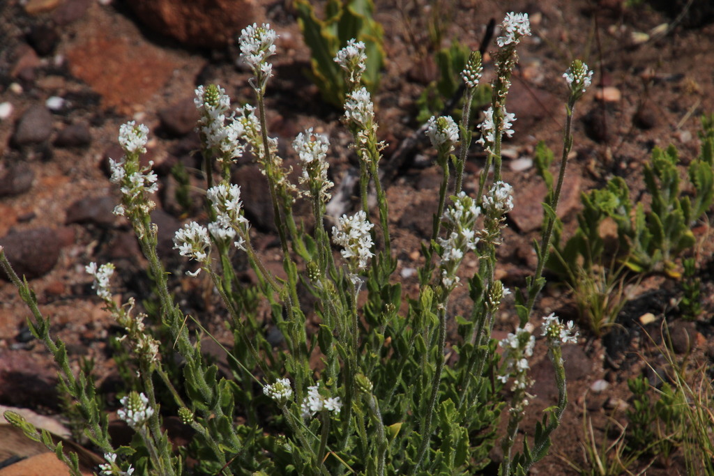 Hebenstretia lanceolata: Hebenstretia lanceolata from the Cedarberg in South Africa