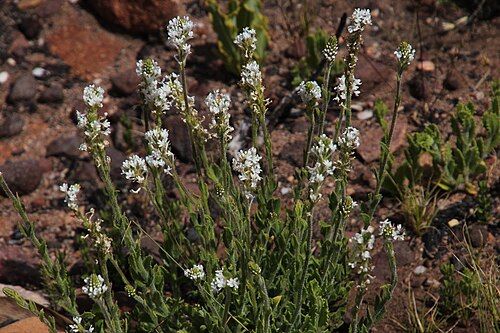 Hebenstretia lanceolata: Hebenstretia lanceolata from the Cedarberg in South Africa