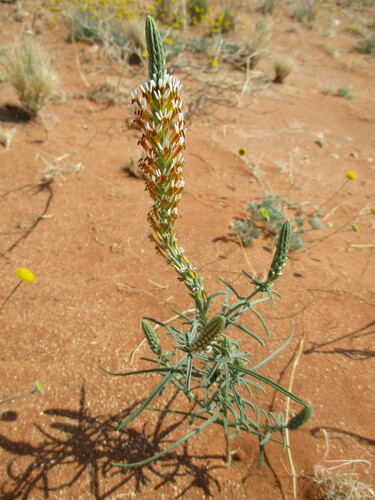 Hebenstretia parviflora (Hebenstretia parviflora)