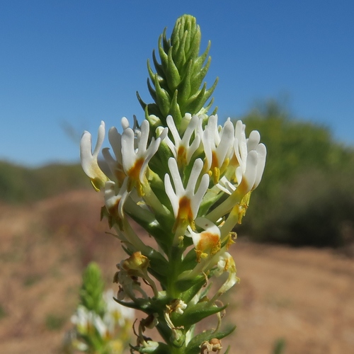 Hebenstretia parviflora (Hebenstretia parviflora)
