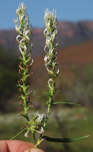 Hebenstretia parviflora (Hebenstretia parviflora)
