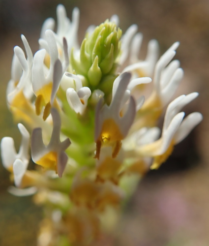Hebenstretia parviflora (Hebenstretia parviflora)
