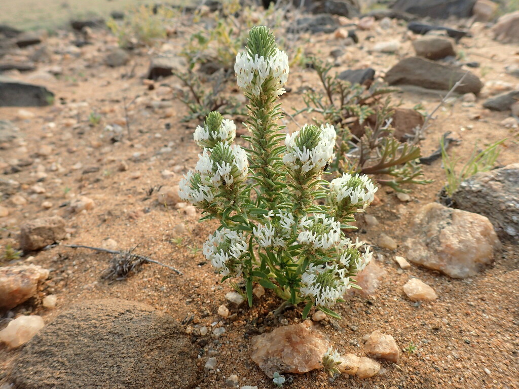 Hebenstretia parviflora (Hebenstretia parviflora)