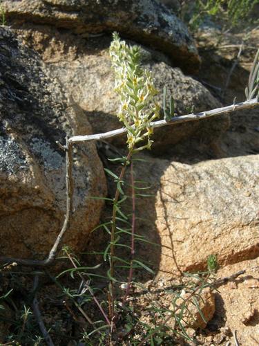 Hebenstretia parviflora (Hebenstretia parviflora)
