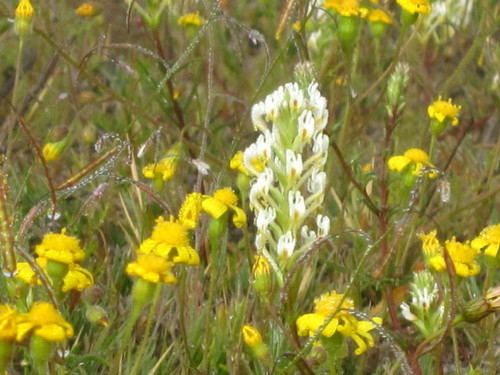 Hebenstretia parviflora (Hebenstretia parviflora)