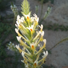 Hebenstretia parviflora (Hebenstretia parviflora)