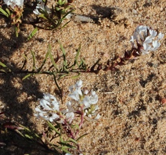 Hebenstretia repens (Hebenstretia repens)