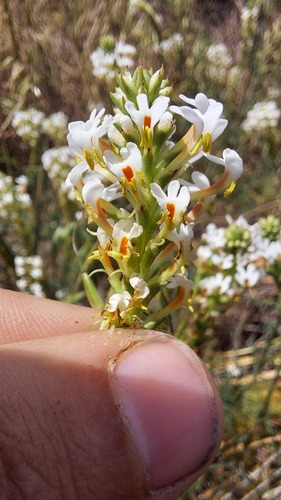 Hebenstretia repens (Hebenstretia repens)