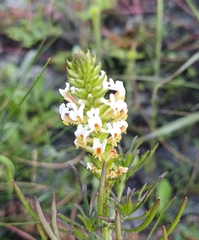 Hebenstretia repens (Hebenstretia repens)