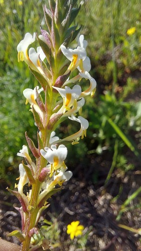 Hebenstretia repens (Hebenstretia repens)